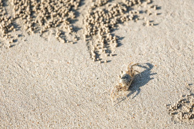 High angle view of small animal on beach