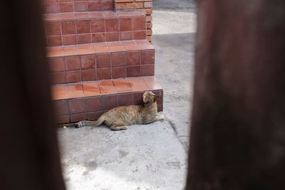 Close-up of cat on retaining wall