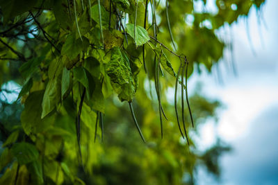 Low angle view of fresh leaves on tree against sky