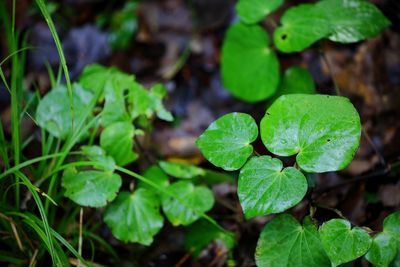 Close-up of green leaves