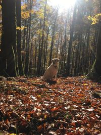 Trees in forest during autumn