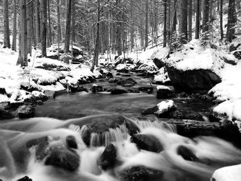 Scenic view of stream in forest during winter