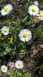 Close-up of white flowers blooming outdoors