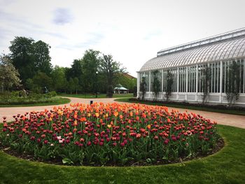 View of flowering plants in garden