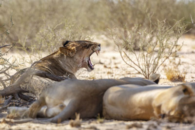 Lioness drinking water