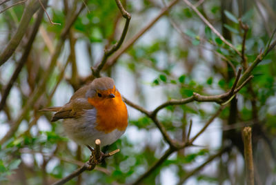 Close-up of robin perching on branch