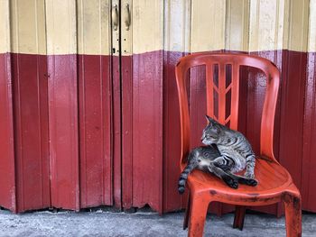 Portrait of a cat on wooden door