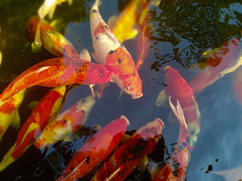 Fish swimming in lake