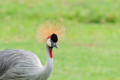 Close-up of a bird on a field