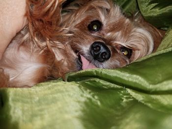 Close-up portrait of dog