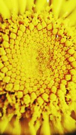 Full frame shot of yellow flower
