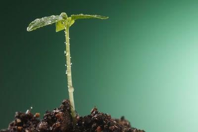 Stock image of the small plant growing