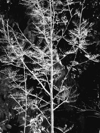 Full frame shot of plants during winter