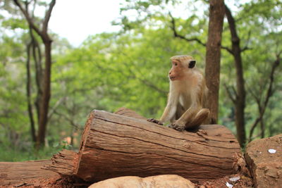 Monkey sitting on fallen tree trunk in forest