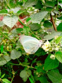 Close-up of butterfly perching on leaf