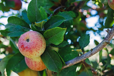 fruit