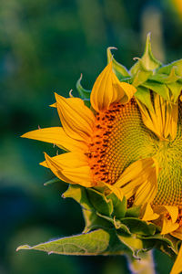 Close-up of yellow sunflower plant
