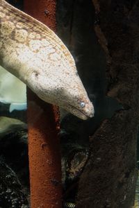 Close-up of turtle swimming in aquarium