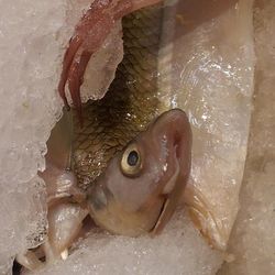 Close-up of fish in water