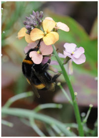 Close-up of bee on flower