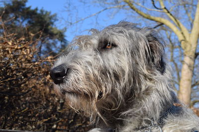 Close-up of dog against sky