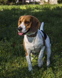 Dog looking away on field