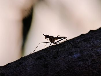 Close-up of insect on rock