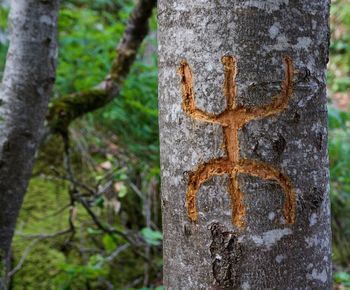 Close-up of an animal on tree trunk