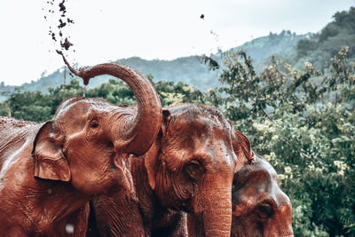 Happy elephant 