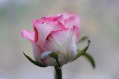 Close-up of pink rose