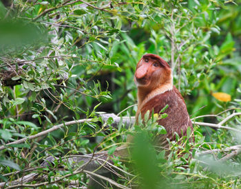 Monkey sitting on tree branch