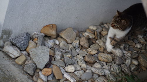 Cat sitting on rock