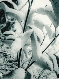 Close-up of frozen plant