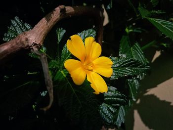 Close-up of yellow flower blooming outdoors