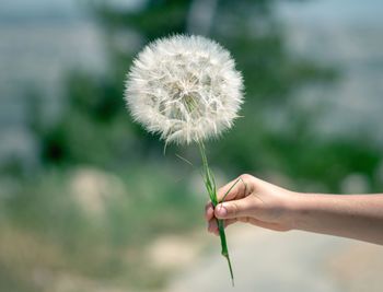 Close-up of hand holding dandelion flower