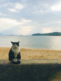 Portrait of cat on beach against sky
