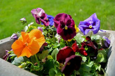 Close-up of purple flowers blooming outdoors