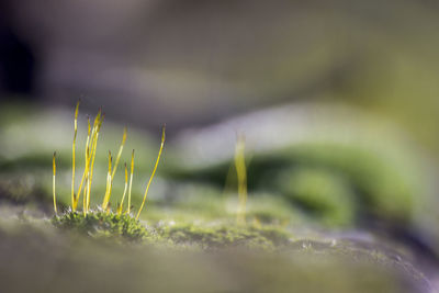 Close-up of fresh green plant