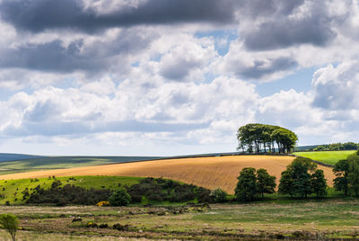 Scenic view of agricultural field against sky