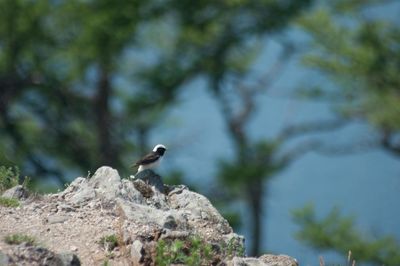 Low angle view of bird perching on rock against sky