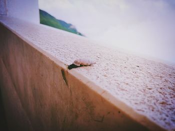 Close-up of insect on wood against the sky