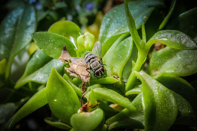 Close-up of insect on leaf