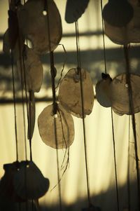 Close-up of leaves hanging outdoors