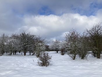 Trees on snow covered field against sky