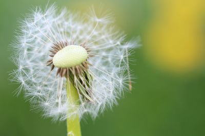 Close-up of dandelion