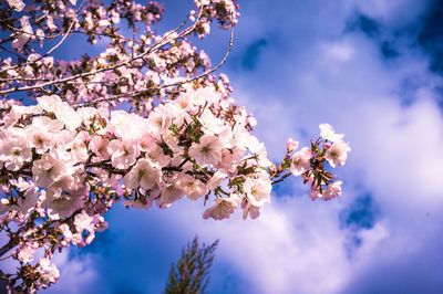 Spring cherry blossom 