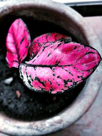 Close-up of pink flower