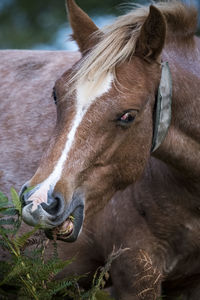 Close-up of horse in ranch