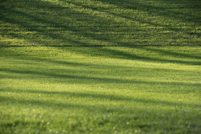 Full frame shot of grassy field