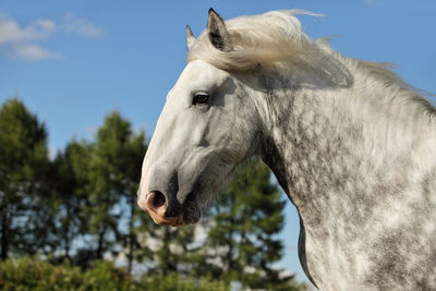 Close-up of a horse against the sky